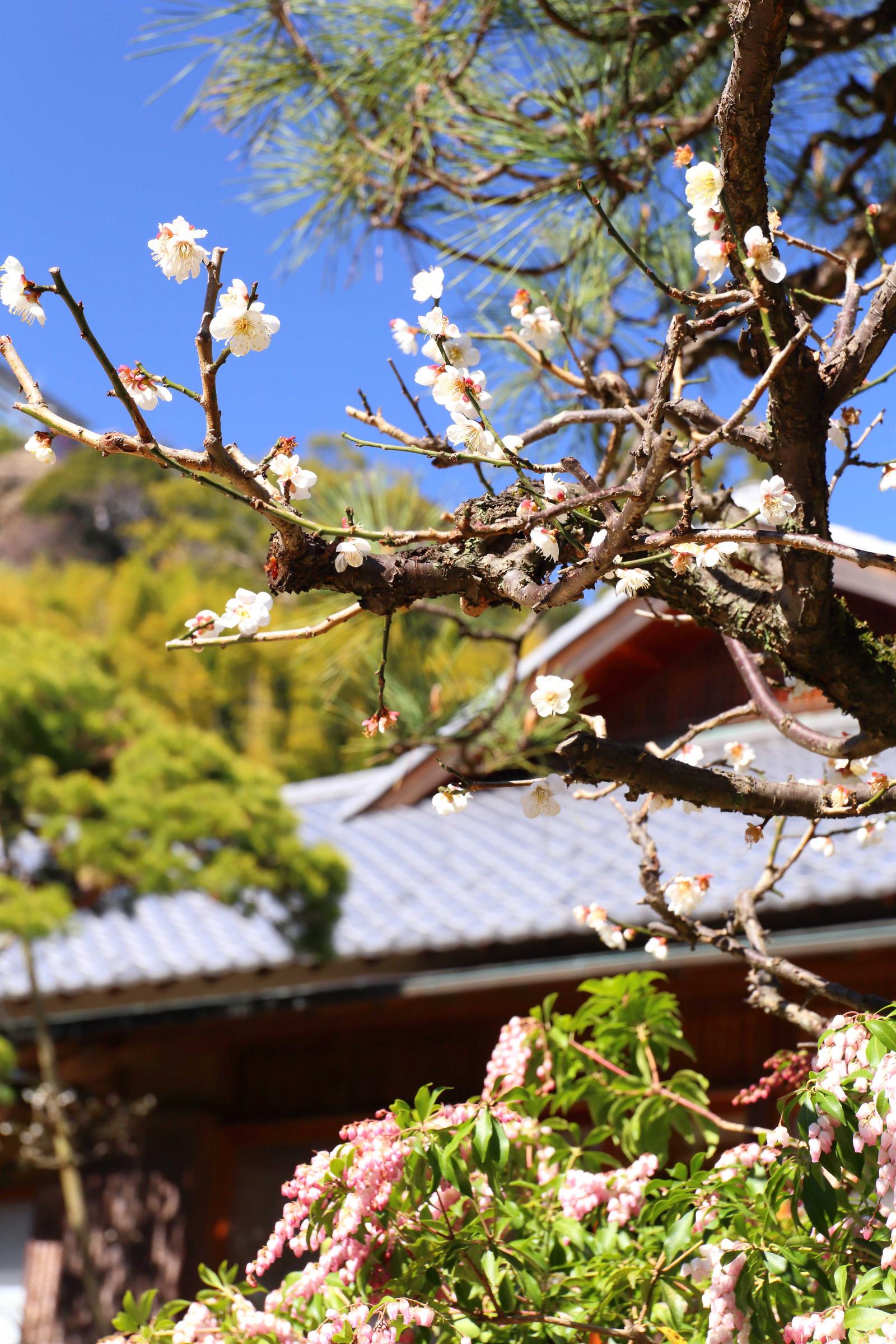 2月20日　松・馬酔木とともに