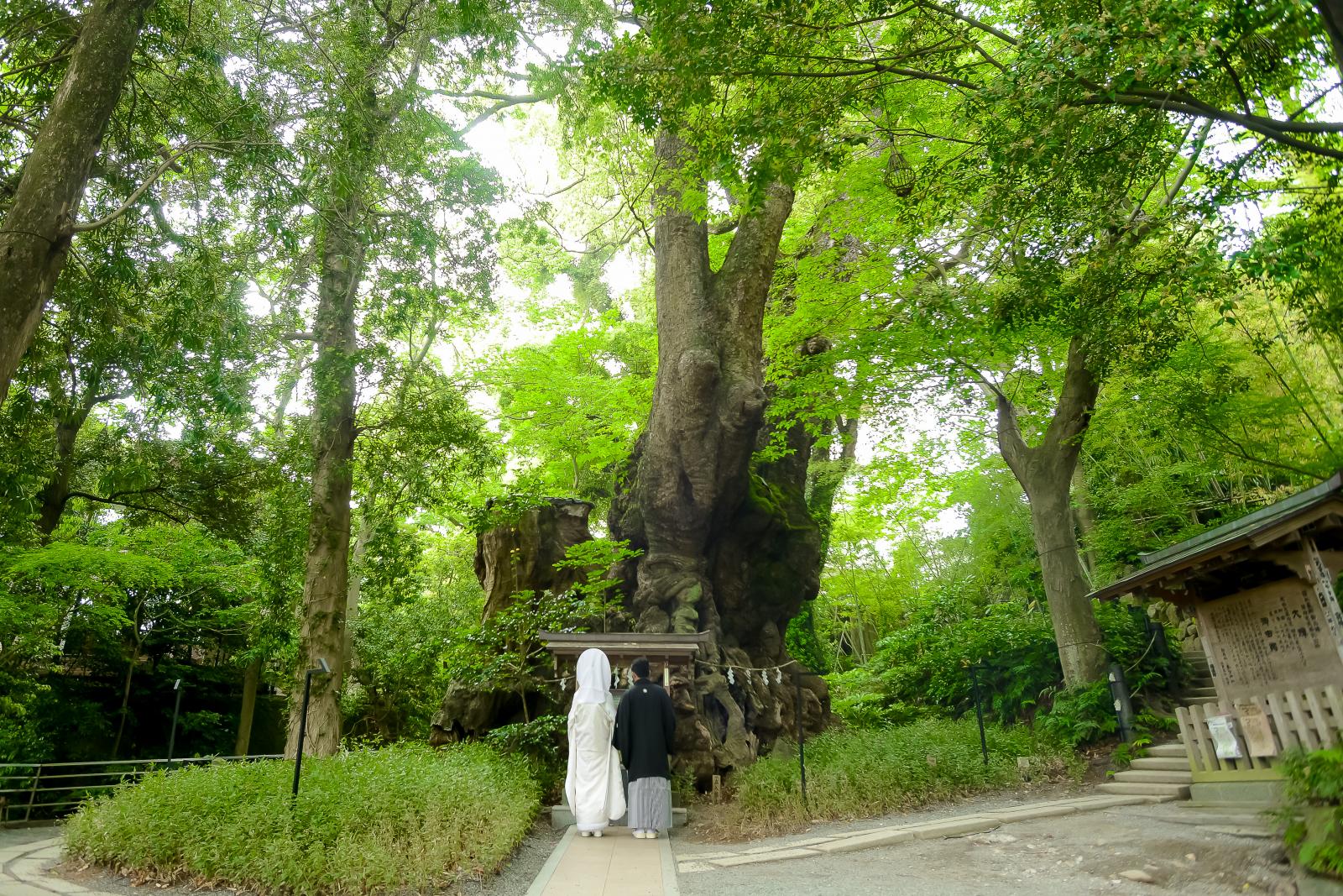 来宮神社の御神木前にて